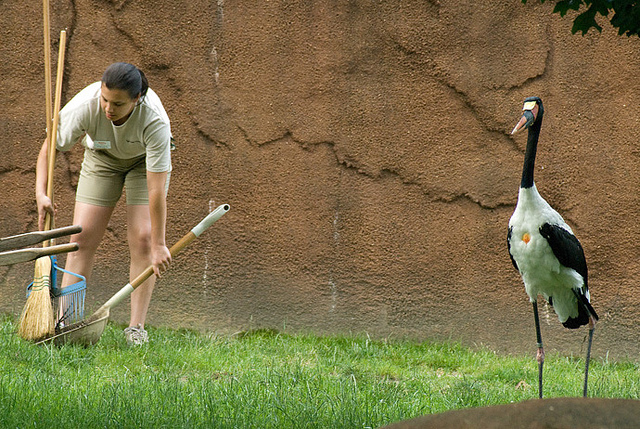 Cleaning up after the bird