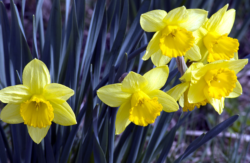 Daffodils