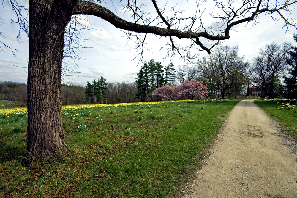 Daffodils