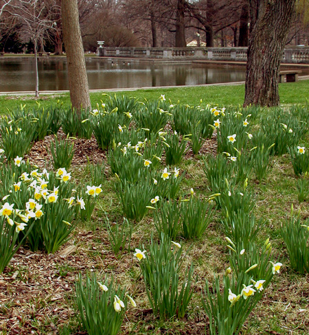 Daffodils