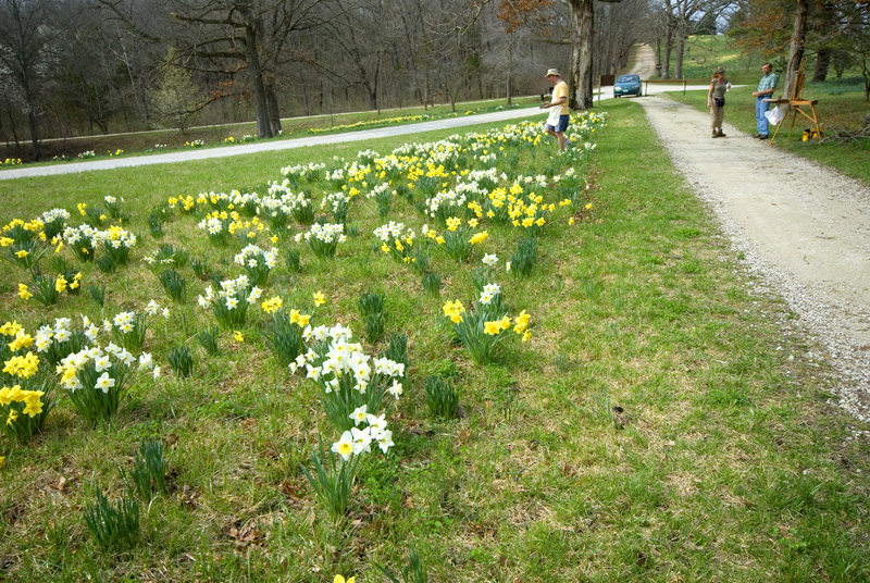 Daffodils