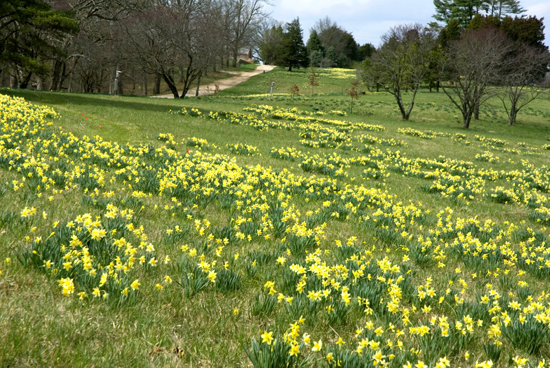 Daffodils