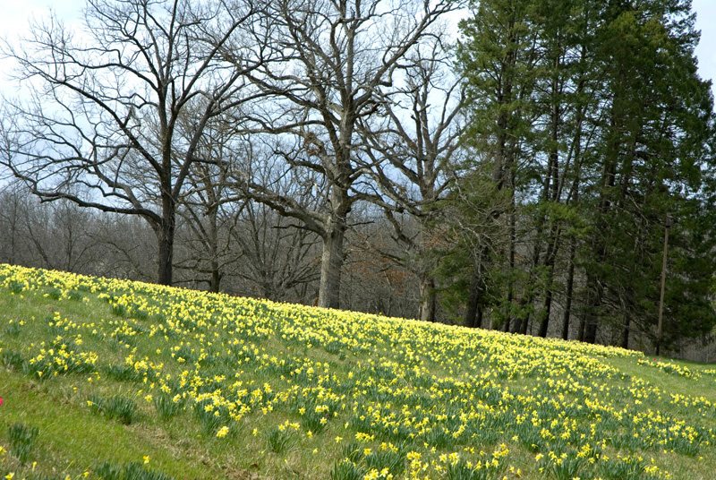 Daffodils