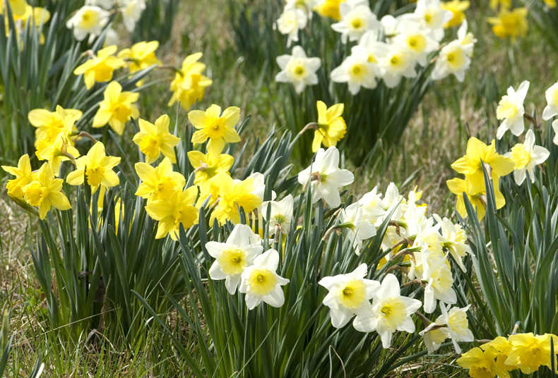 Daffodils