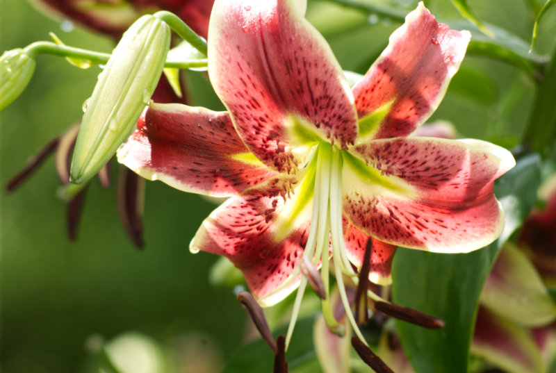 star day lily