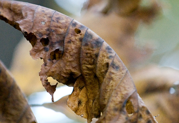 Dead Leaf