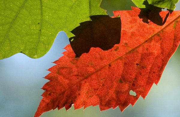 Poison Ivy makes a pretty leaf