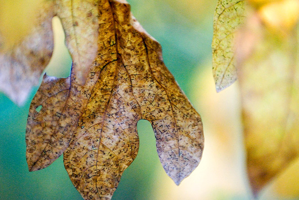 Global Warming Leaf One