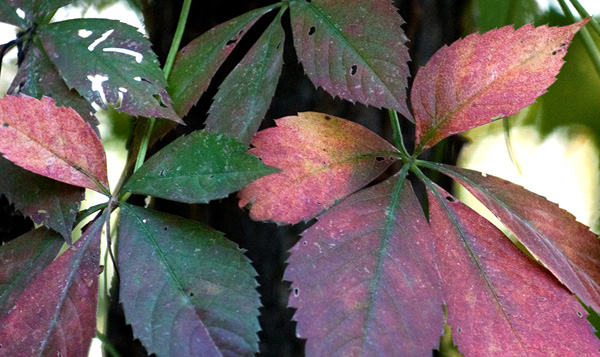 Global Warming Leaf Two