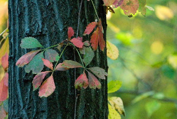 Global Warming Leaf Four