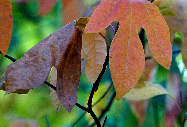 Global Warming Leaf Three