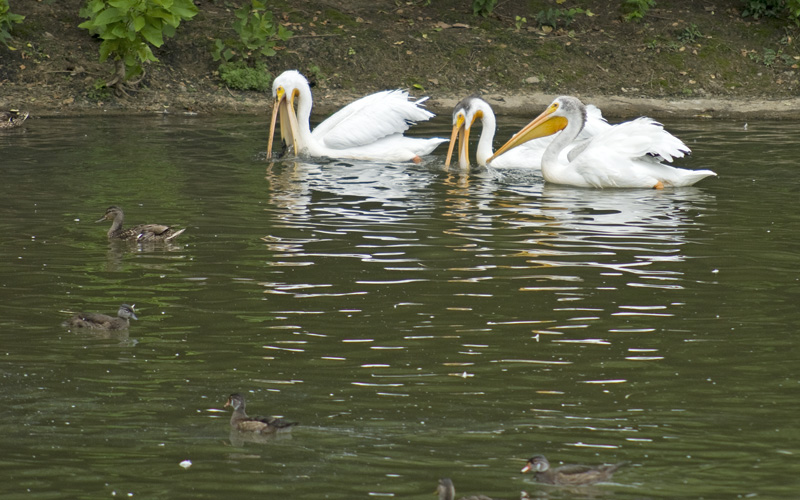 driving white pelicans
