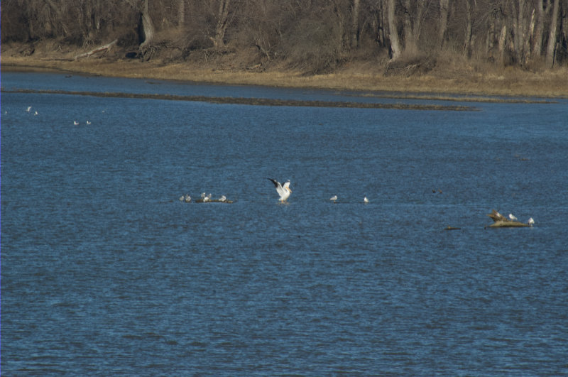 flock of pelicans, seagulls in river