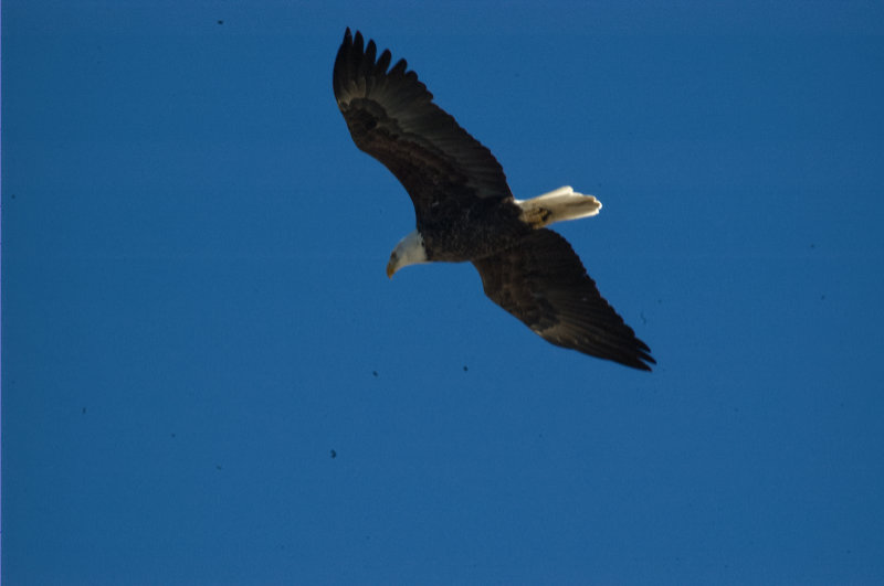 bald eagle directly overhead
