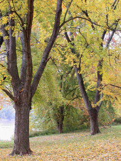 tree by river