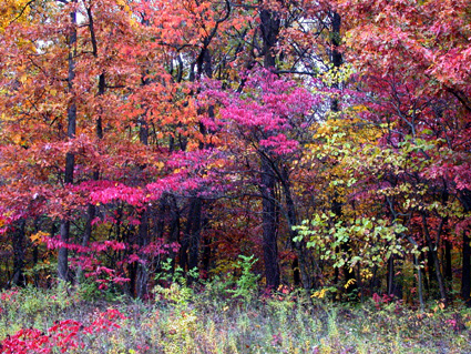 Leaves by Monet