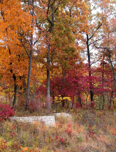 muted fall and walls