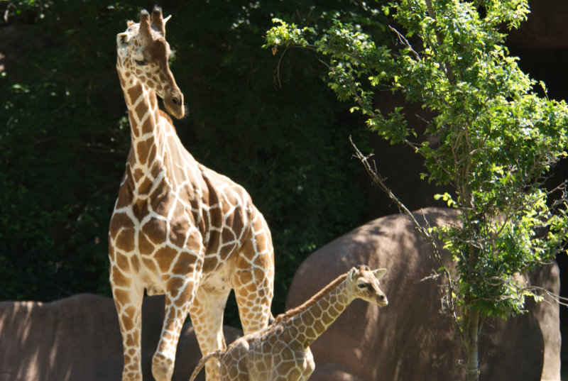 the giraffe family