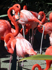 flamingos2.jpg