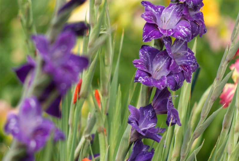 purple gladiola