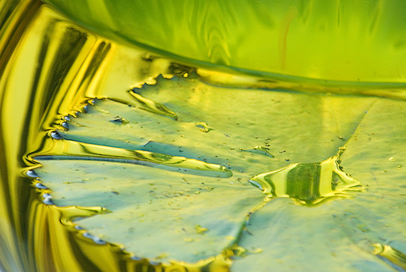 Chihuly and lily and water reflection