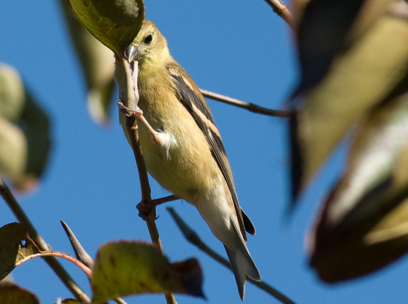 female goldfinch