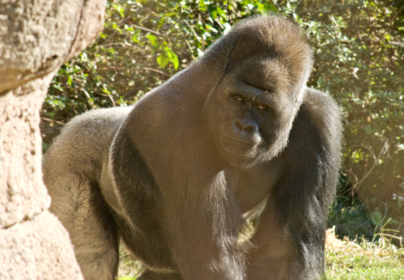 silverback lowland mountain gorilla