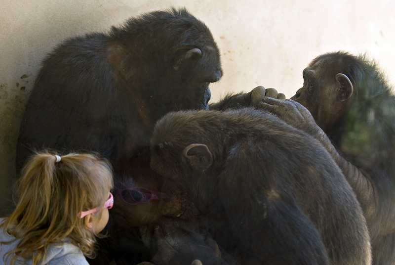 Grooming session at the zoo