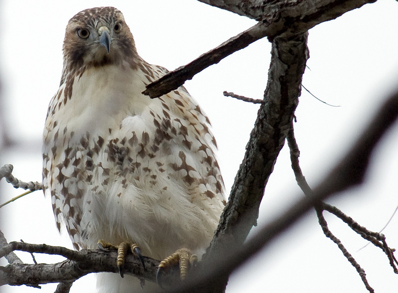 disappointed hawk