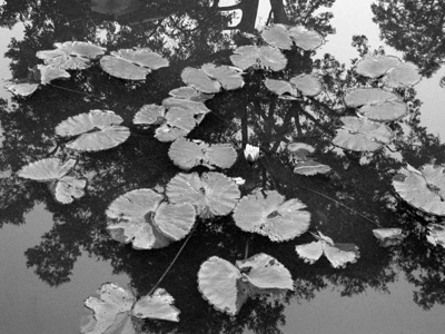 water lilies and reflected tree