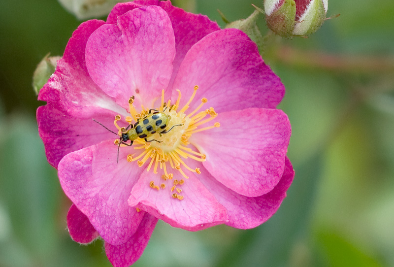 little bug on hedge rose