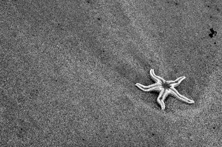 lonestarfish.jpg