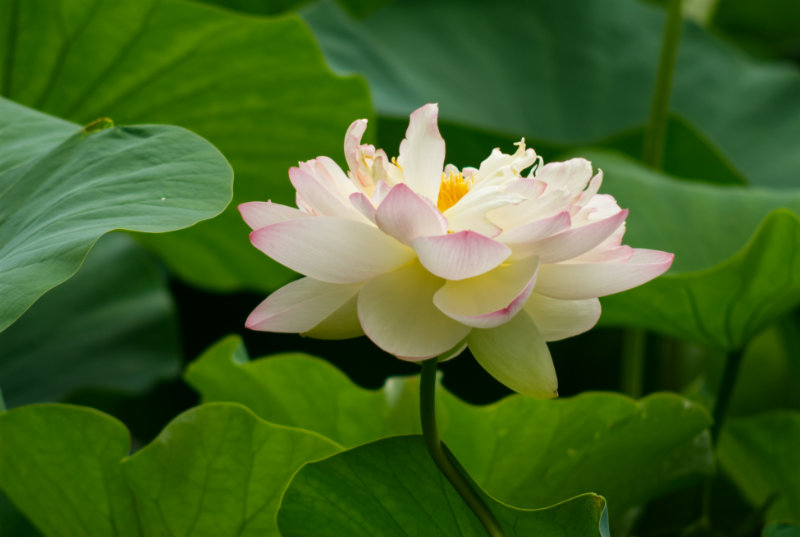 Lotus blossom in bloom