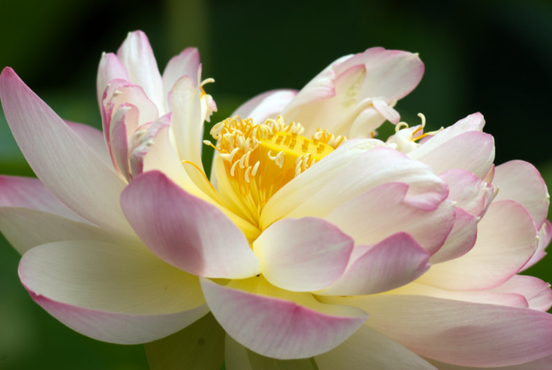 fully bloomed lotus blossom