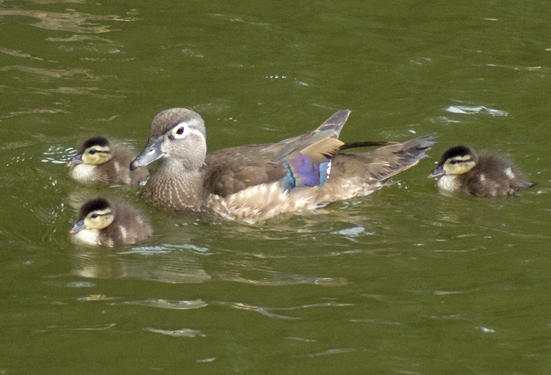 mother wood duck and three babies