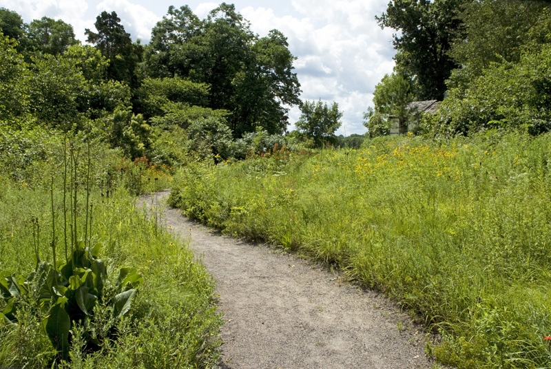 path through butterfly meadow