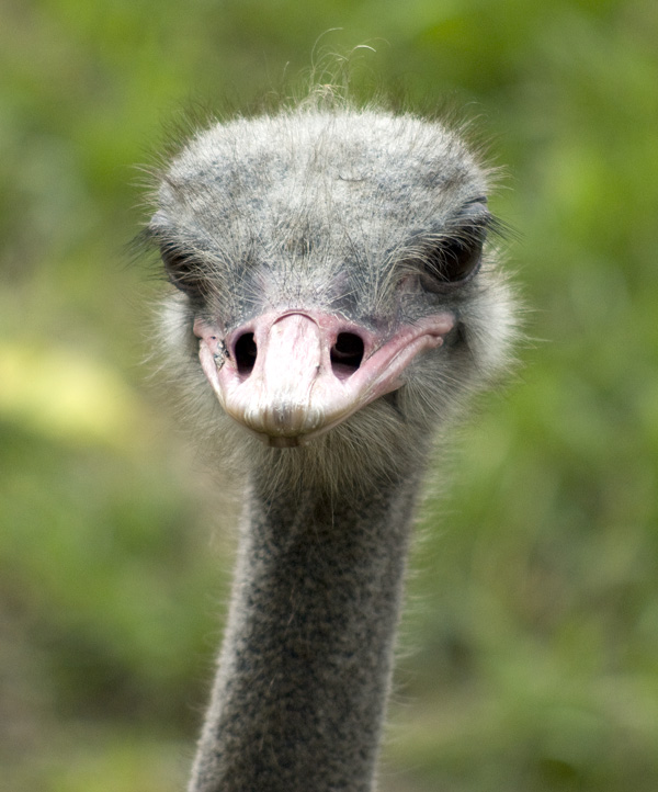 male ostrich