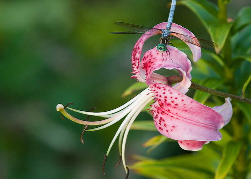 Dragonfly on Day Lily