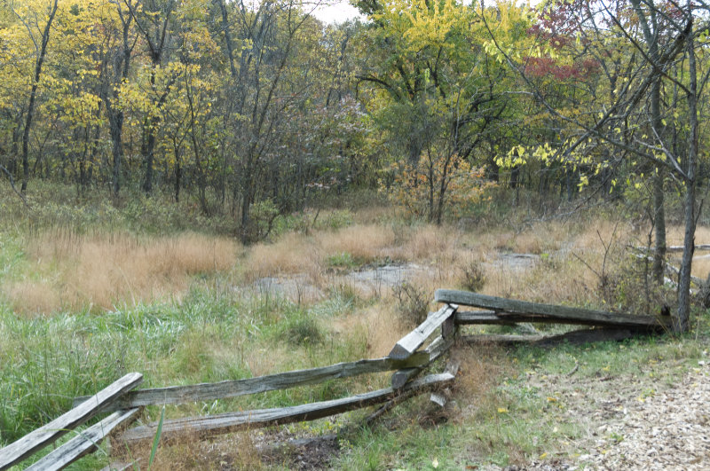 Oak Burr path and fence