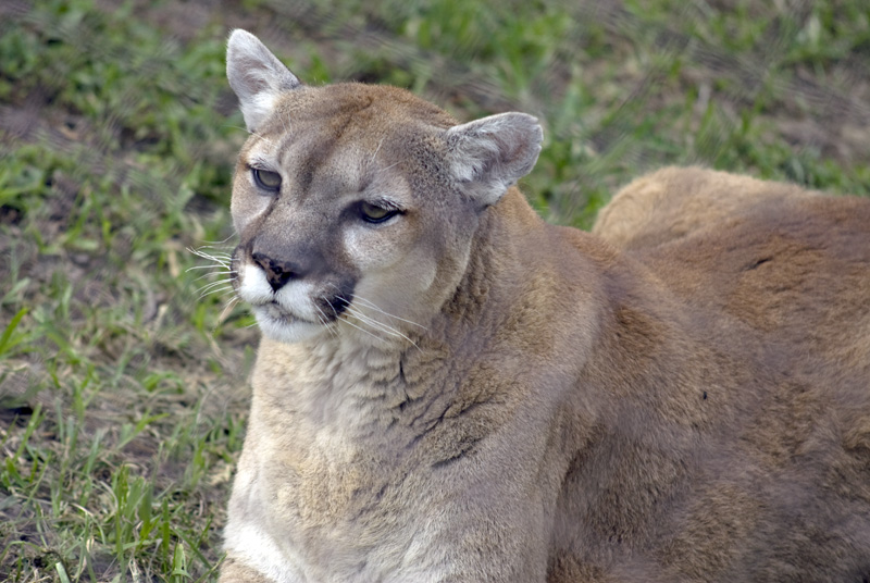 old cougar laying in sun
