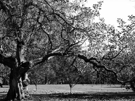 black and white photo of an old tree