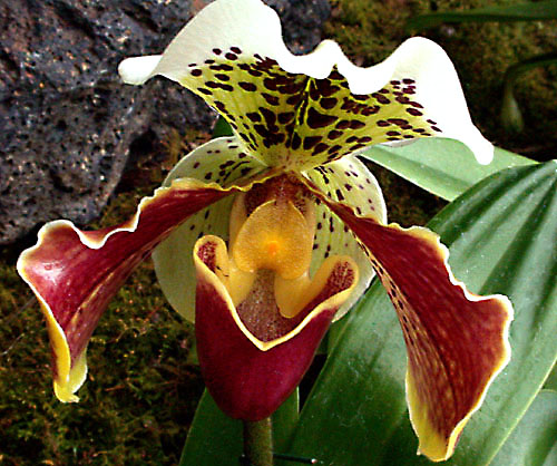 orchid1.jpg