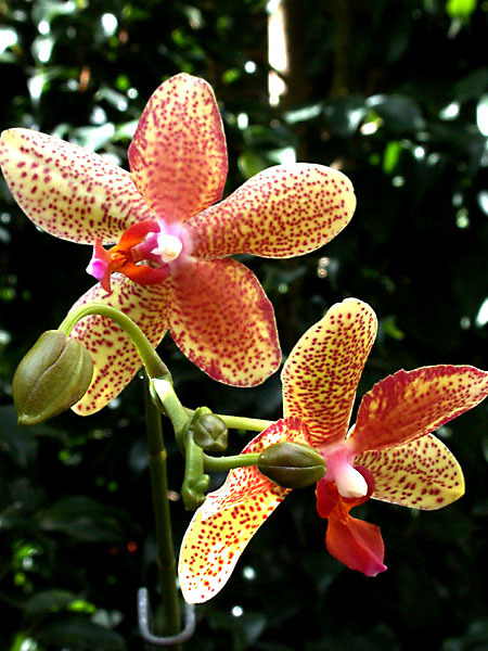 orchid11.jpg