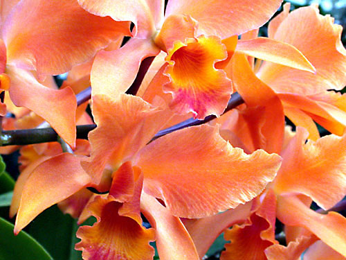 orchid13.jpg