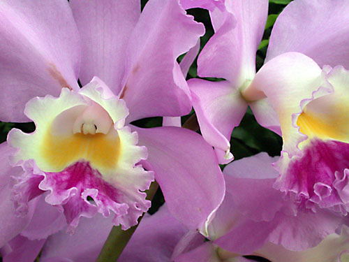 orchid14.jpg