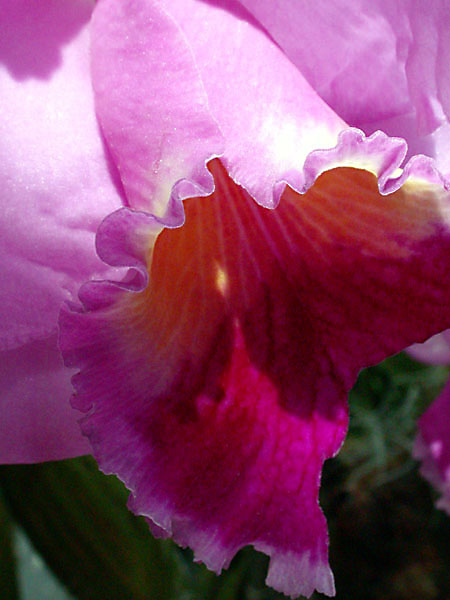 orchid15.jpg