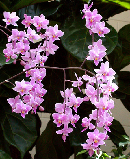 orchid16.jpg