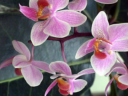 orchid4.jpg