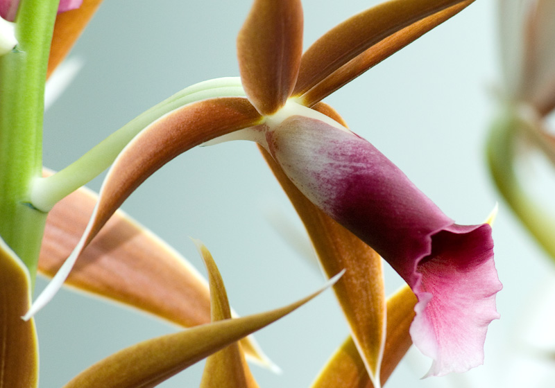 orchid5.jpg