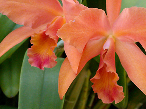 orchid7.jpg